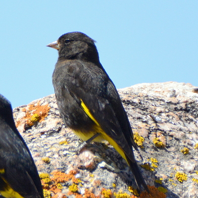 Black Siskin